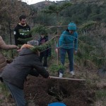 Piantagione dell'albero